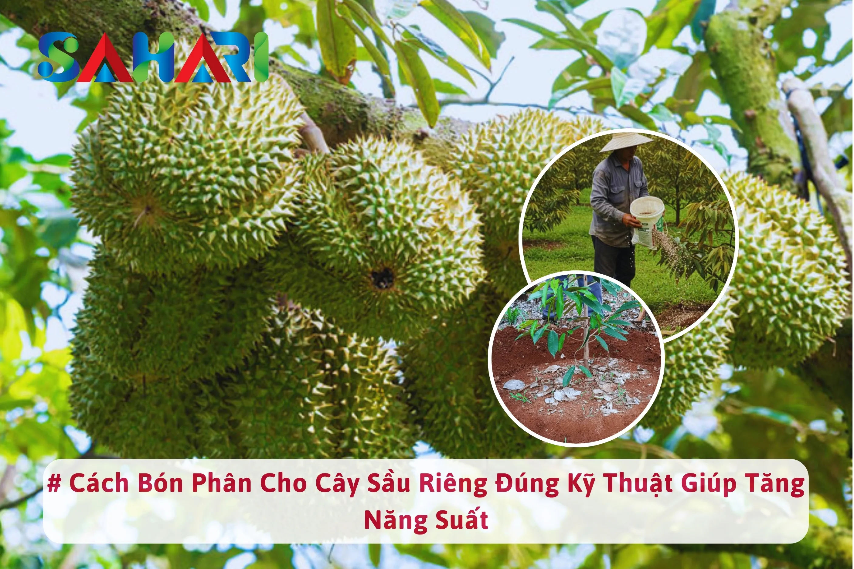 CÁCH BÓN PHÂN CHO CÂY SẦU RIÊNG ĐÚNG KỸ THUẬT GIÚP TĂNG NĂNG SUẤT