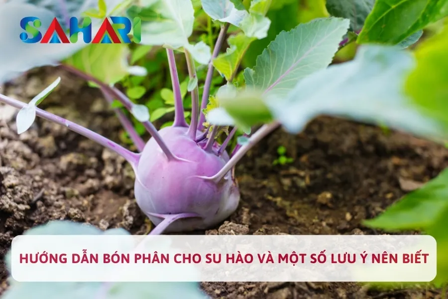 Hướng Dẫn Bón Phân Cho Su Hào Và Một Số Lưu Ý Nên Biết