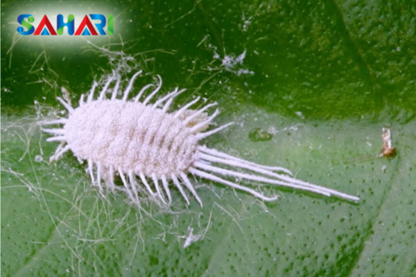 Rệp sáp là gì? "Pháo đài" trắng trong mùa khô