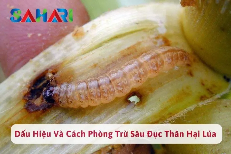 #1 Dấu Hiệu Nhận Biết Sâu Đục Thân Hại Lúa & Cách Phòng Trừ