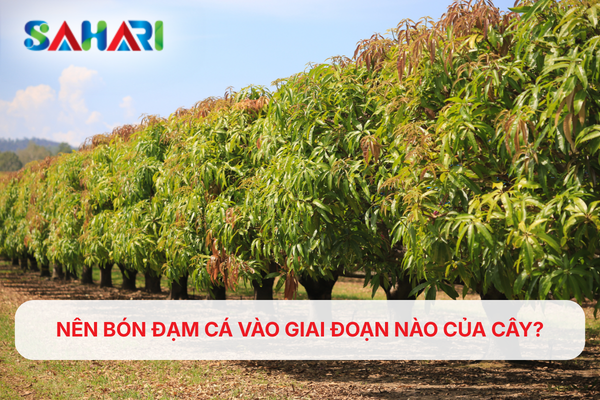 NÊN BÓN ĐẠM CÁ VÀO GIAI ĐOẠN NÀO CỦA CÂY?