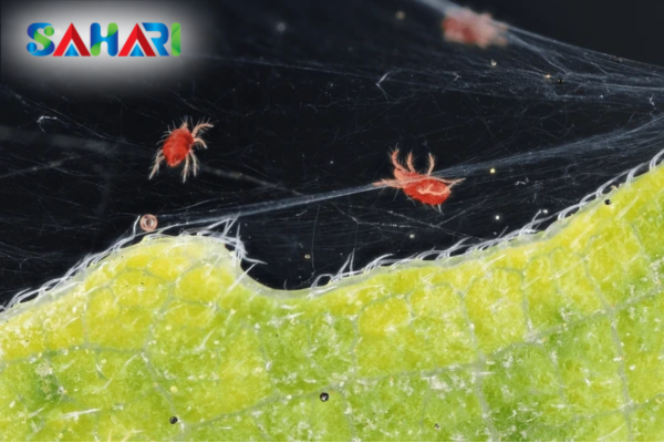 Sahari – Giải pháp dinh dưỡng phục hồi chuyên sâu