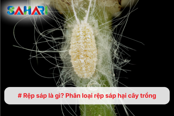 Rệp sáp là gì? Phân loại rệp sáp hại cây trồng 
