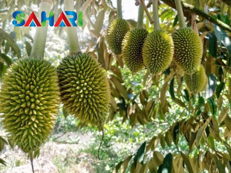 Phun giai đoạn thúc trái