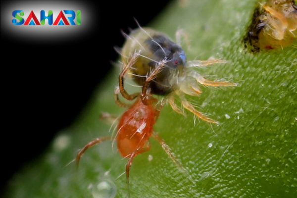 Tại sao lá "Dày và Khỏe" lại "Khóa chân" được nhện đỏ?