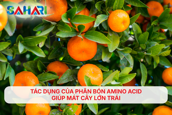TÁC DỤNG CỦA PHÂN BÓN AMINO ACID GIÚP MÁT CÂY LỚN TRÁI
