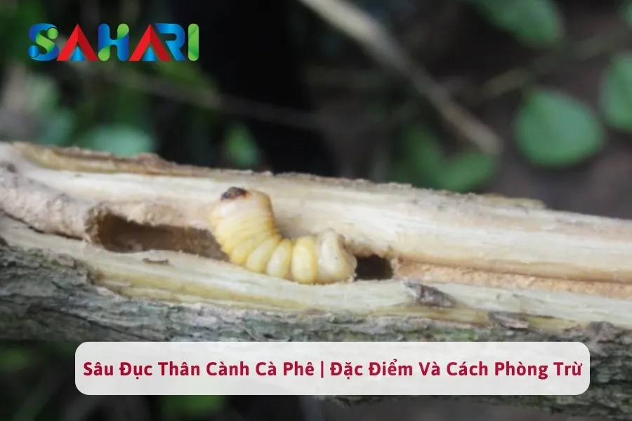 Sâu Đục Thân Cành Cà Phê | Đặc Điểm Và Cách Phòng Trừ