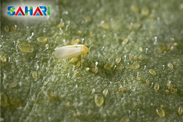 FAQ – Câu hỏi thường gặp về rầy phấn trắng