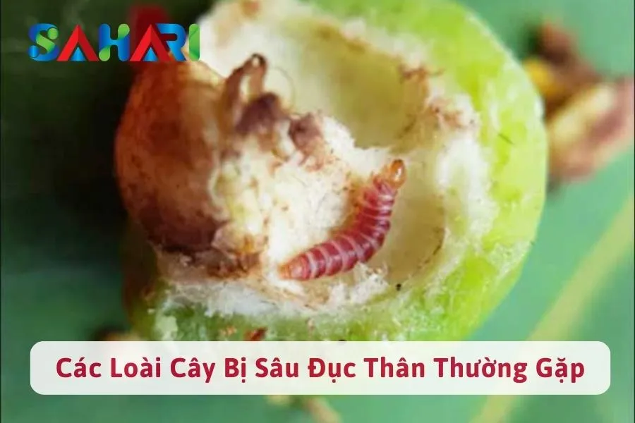 #Top 5+ Các Loài Cây Bị Sâu Đục Thân Cành Thường Gặp Nhất