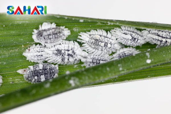 Câu hỏi thường gặp (FAQ)