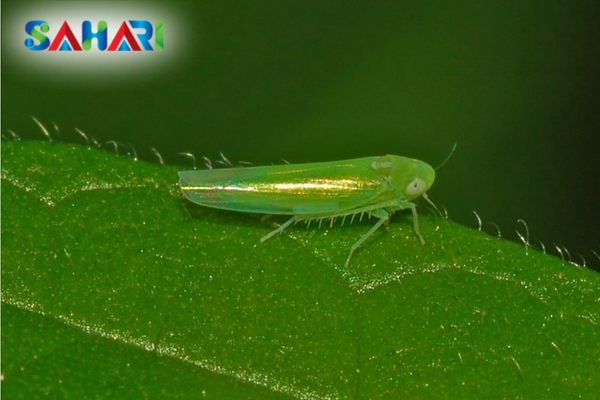 Tác hại của rầy xanh: Từ cháy đọt đến rụng trái non