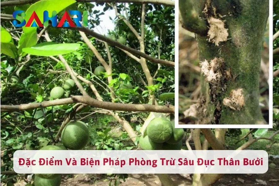 #1 Đặc Điểm Gây Hại Sâu Đục Thân Bưởi Và Biện Pháp Phòng Trừ