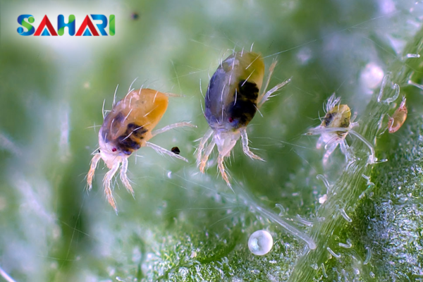 Khi nào nhện đỏ tấn công và bùng phát mạnh mẽ nhất?