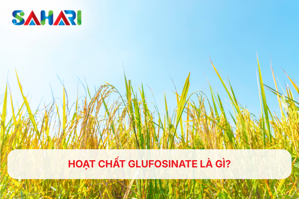 HOẠT CHẤT GLUFOSINATE LÀ GÌ?