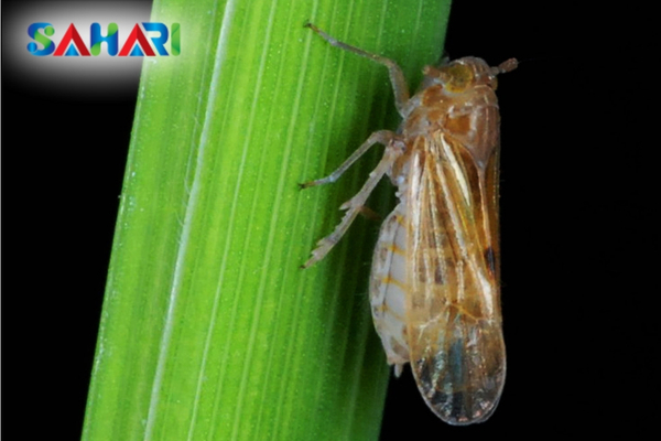 FAQ – Câu hỏi thường gặp về rầy nâu