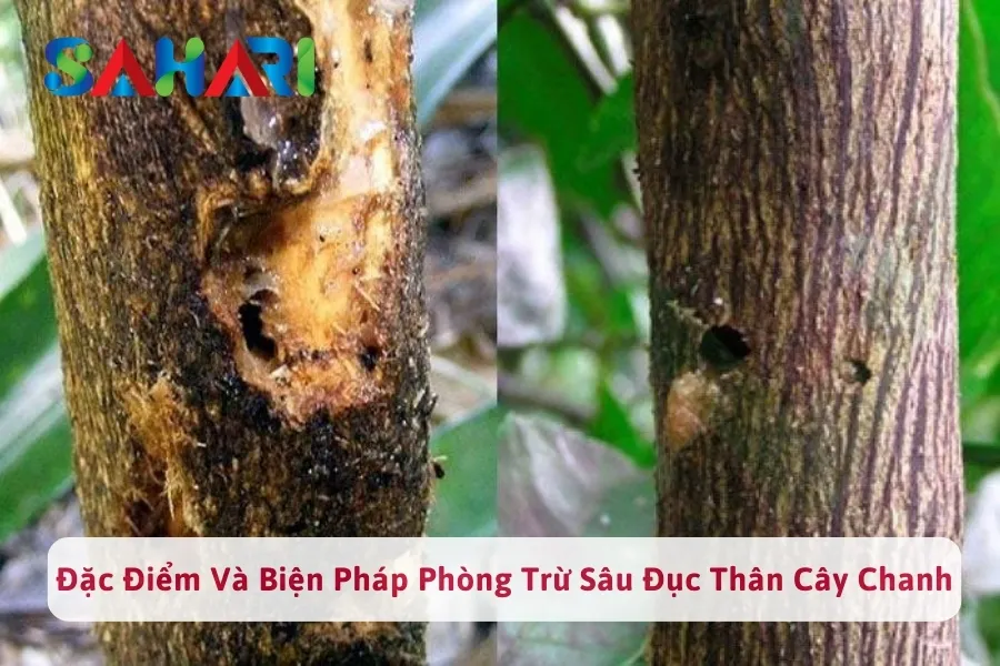 #1 Đặc Điểm Sâu Đục Thân Cây Chanh Và Cách Phòng Trừ Sâu Hại