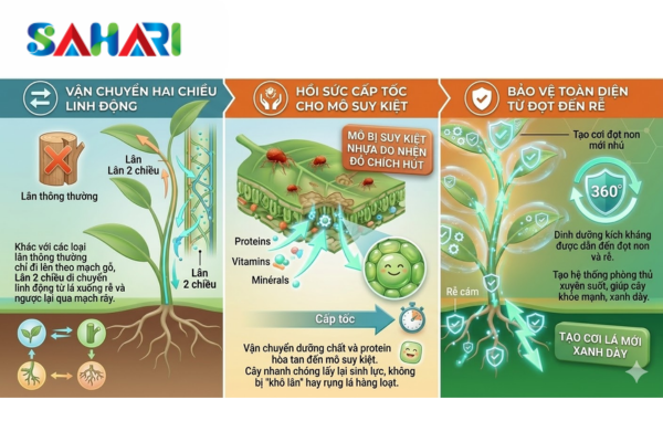 Ưu thế đột phá của cơ chế Lưu dẫn 2 chiều