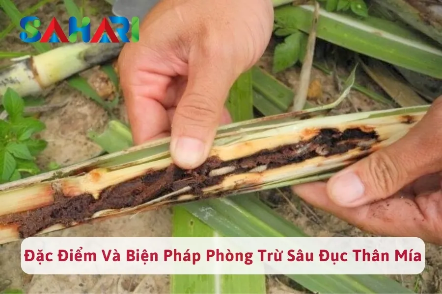 #1 Đặc Điểm Sâu Đục Thân Mía Và Biện Pháp Phòng Trừ Sâu