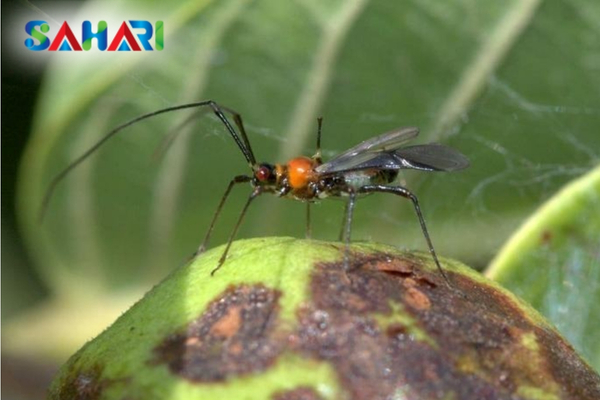 Bọ xít muỗi là gì? Đặc điểm nhận diện và tập tính hoạt động