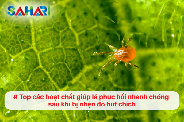 Top các hoạt chất giúp lá phục hồi nhanh chóng sau khi bị nhện đỏ hút chích