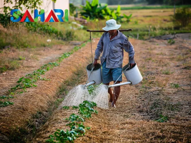 Phân bón lá giúp cây phục hồi sau stress