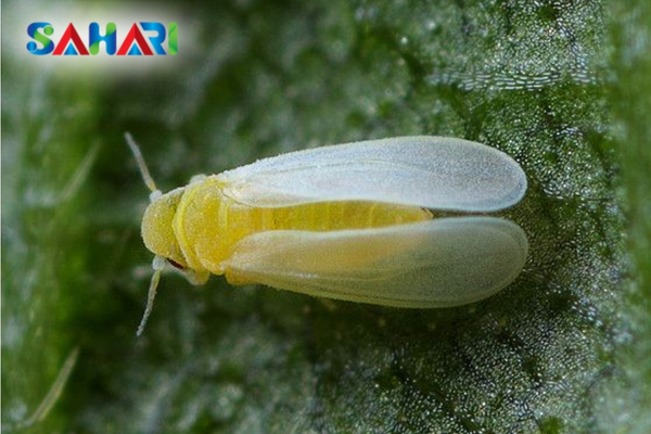 Những tác hại khôn lường đối với cây trồng