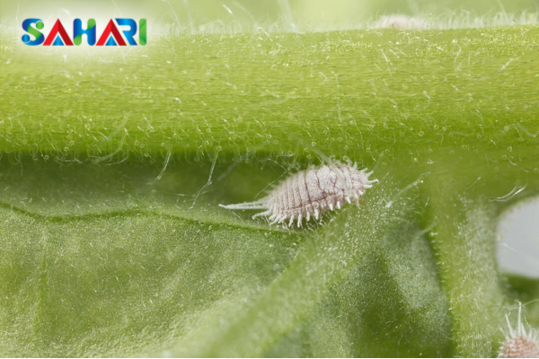 Câu hỏi thường gặp