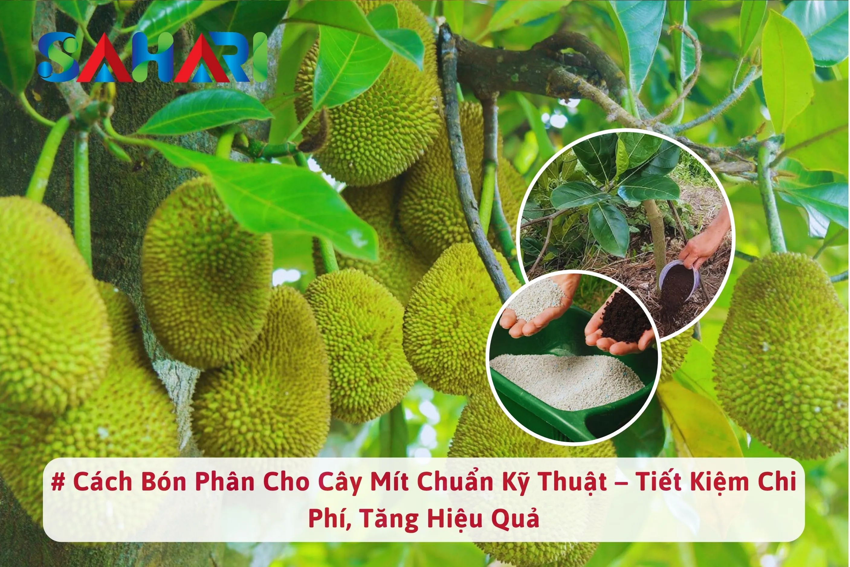 CÁCH BÓN PHÂN CHO CÂY MÍT CHUẨN KỸ THUẬT – TIẾT KIỆM CHI PHÍ, TĂNG HIỆU QUẢ