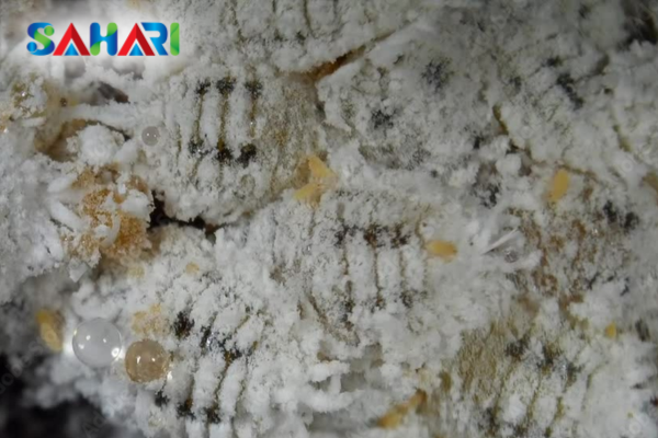 Cách xác định "thời điểm vàng" để phun thuốc