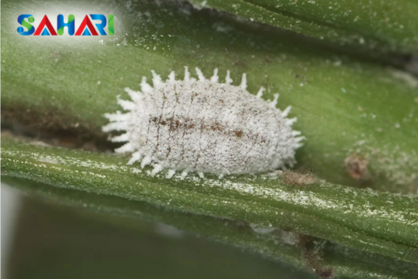 Tỷ lệ tử vong tự nhiên giảm mạnh khi thiếu mưa