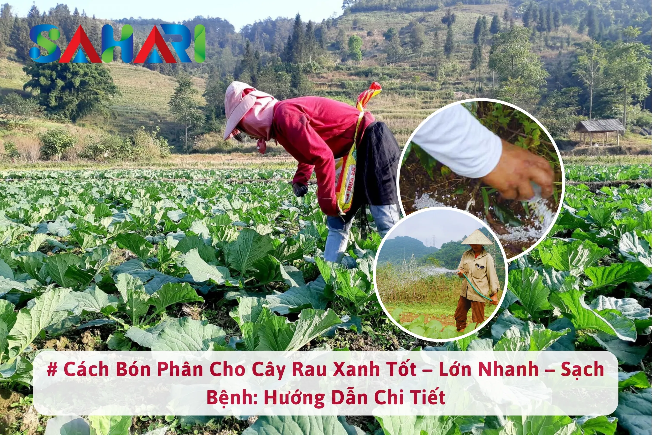CÁCH BÓN PHÂN CHO CÂY RAU XANH TỐT – LỚN NHANH – SẠCH BỆNH: HƯỚNG DẪN CHI TIẾT