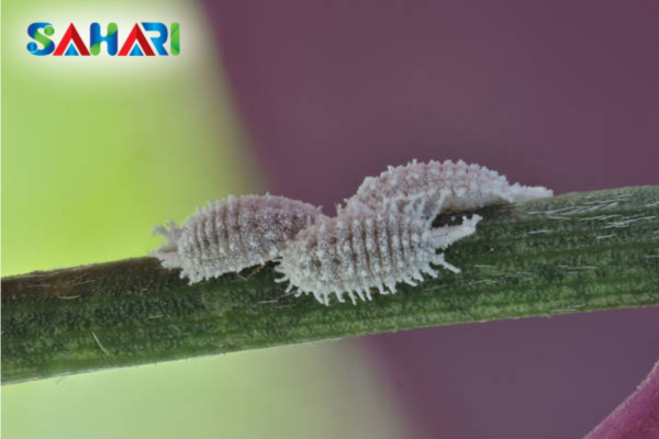 Rệp sáp là gì? Hiểu về "kẻ trộm" có giáp sáp kỵ nước