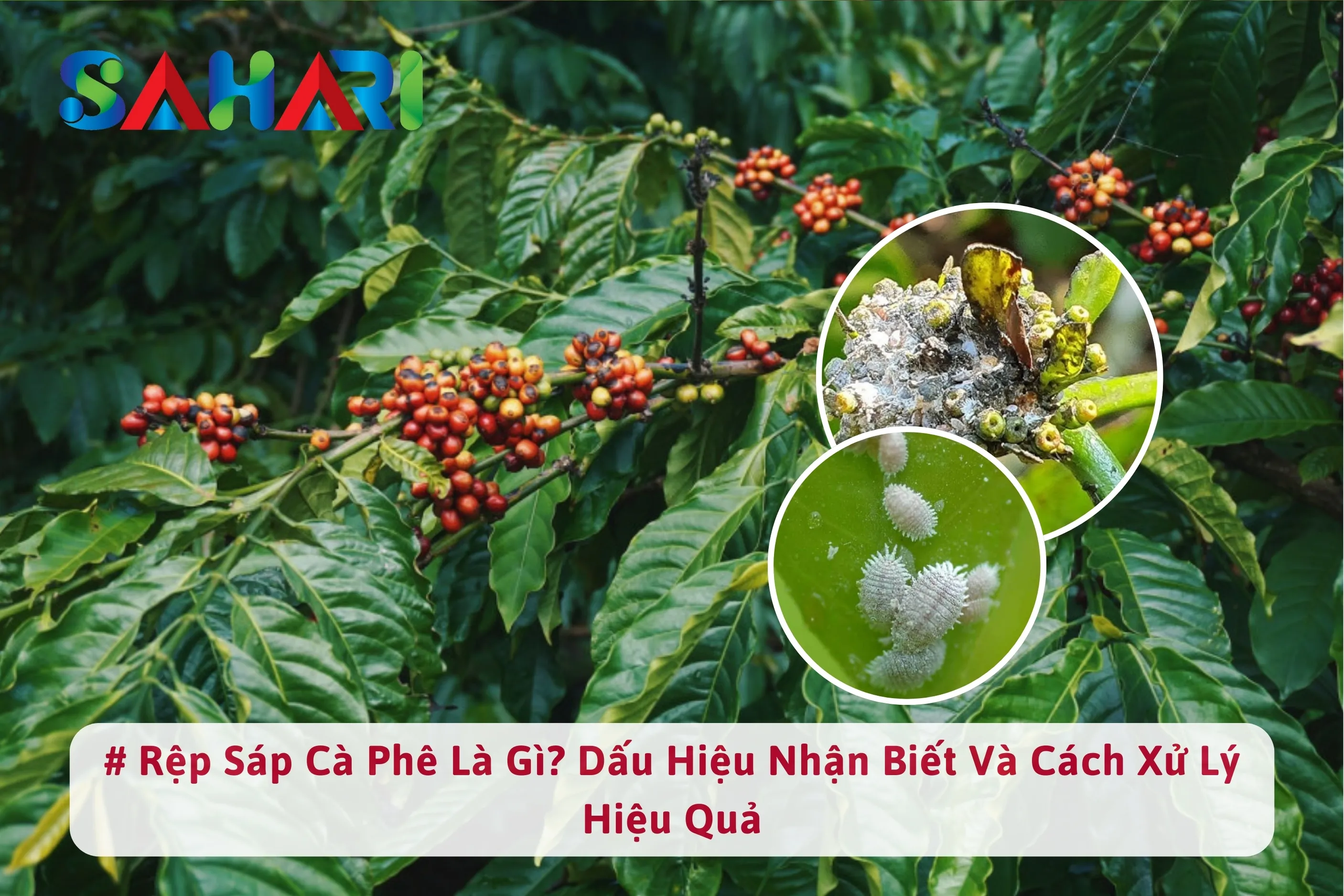 RỆP SÁP CÀ PHÊ LÀ GÌ? DẤU HIỆU NHẬN BIẾT VÀ CÁCH XỬ LÝ HIỆU QUẢ