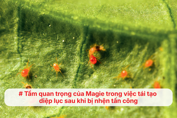 Tầm quan trọng của Magie trong việc tái tạo diệp lục sau khi bị nhện tấn công