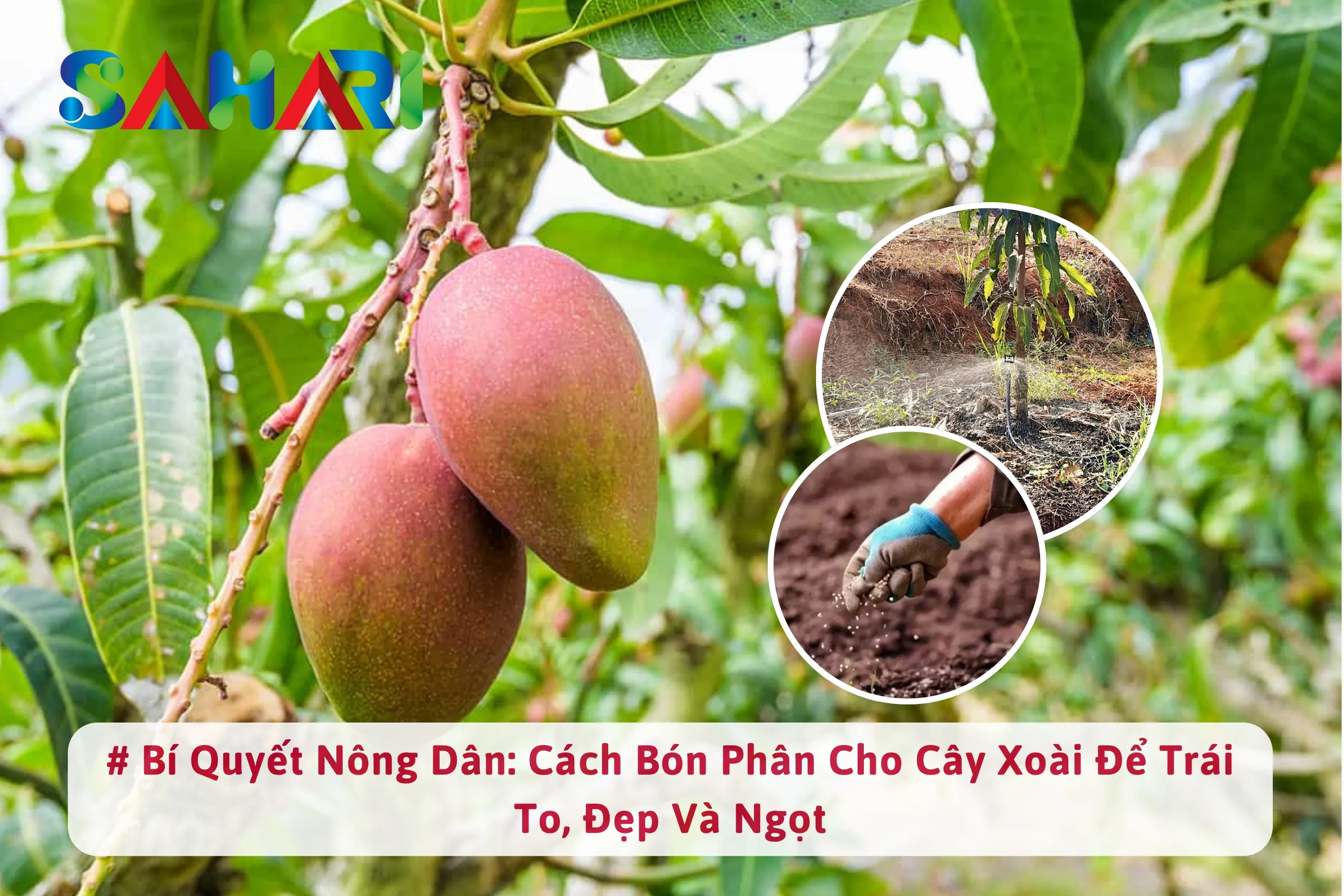 BÍ QUYẾT NÔNG DÂN: CÁCH BÓN PHÂN CHO CÂY XOÀI ĐỂ TRÁI TO, ĐẸP VÀ NGỌT