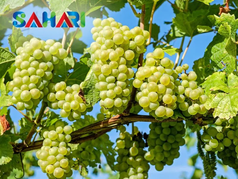 Cho vụ mùa trúng lớn, trái ngon, dễ tiêu thụ