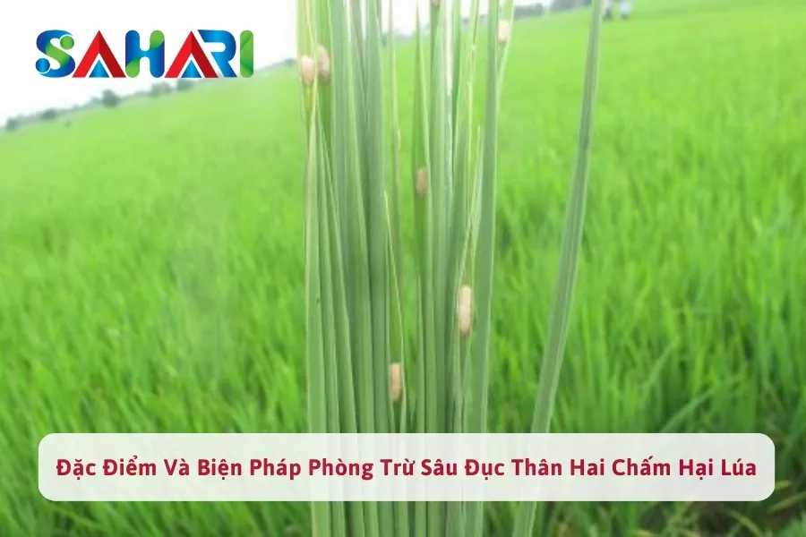 #1 Đặc Điểm Sâu Đục Thân Hai Chấm Hại Lúa & Cách Phòng Trừ