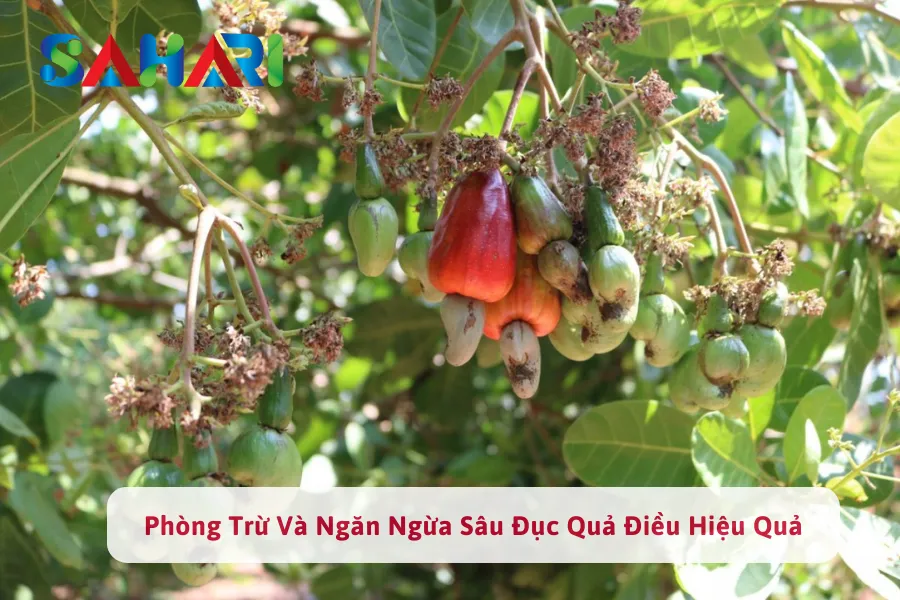 Phòng Trừ Và Ngăn Ngừa Sâu Đục Quả Điều Hiệu Quả