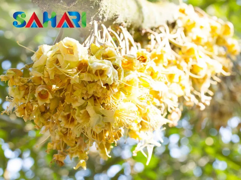 Giai đoạn phân hóa mầm hoa