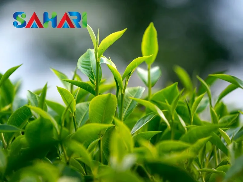 Dùng trong giai đoạn ra lá non
