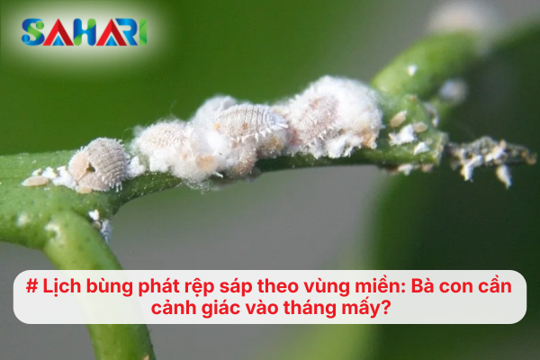 Lịch bùng phát rệp sáp theo vùng miền: Bà con cần cảnh giác vào tháng mấy?