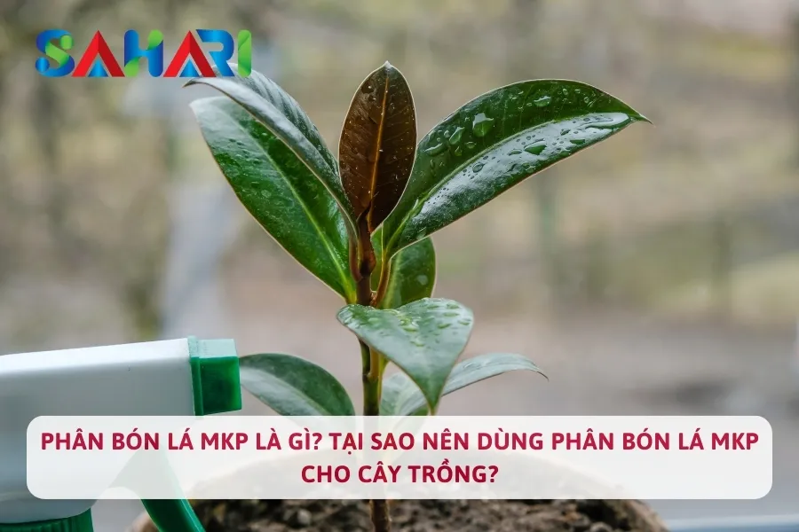 Phân Bón Lá MKP Là Gì? Tại Sao Nên Dùng Phân Bón Lá MKP Cho Cây Trồng?