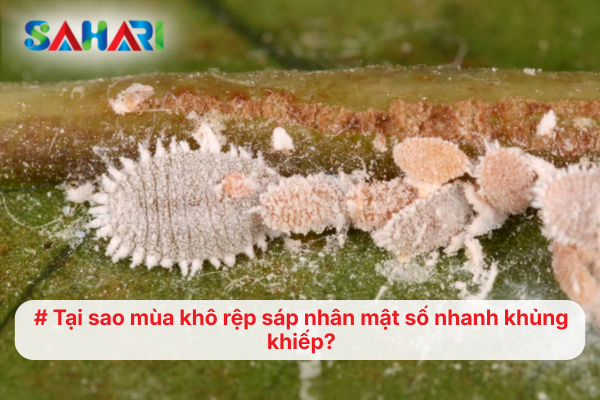 Tại sao mùa khô rệp sáp nhân mật số nhanh khủng khiếp?