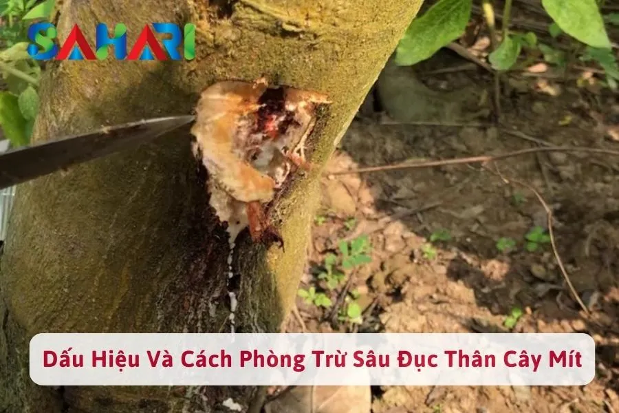 #1 Sâu Đục Thân Cây Mít: Đặc Điểm & Cách Phòng Bệnh Sâu