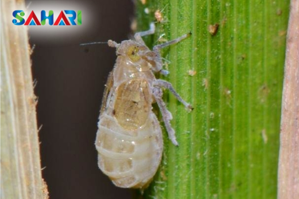 Hiểu rõ về rầy nâu: Đặc điểm nhận diện và tập quán cư trú