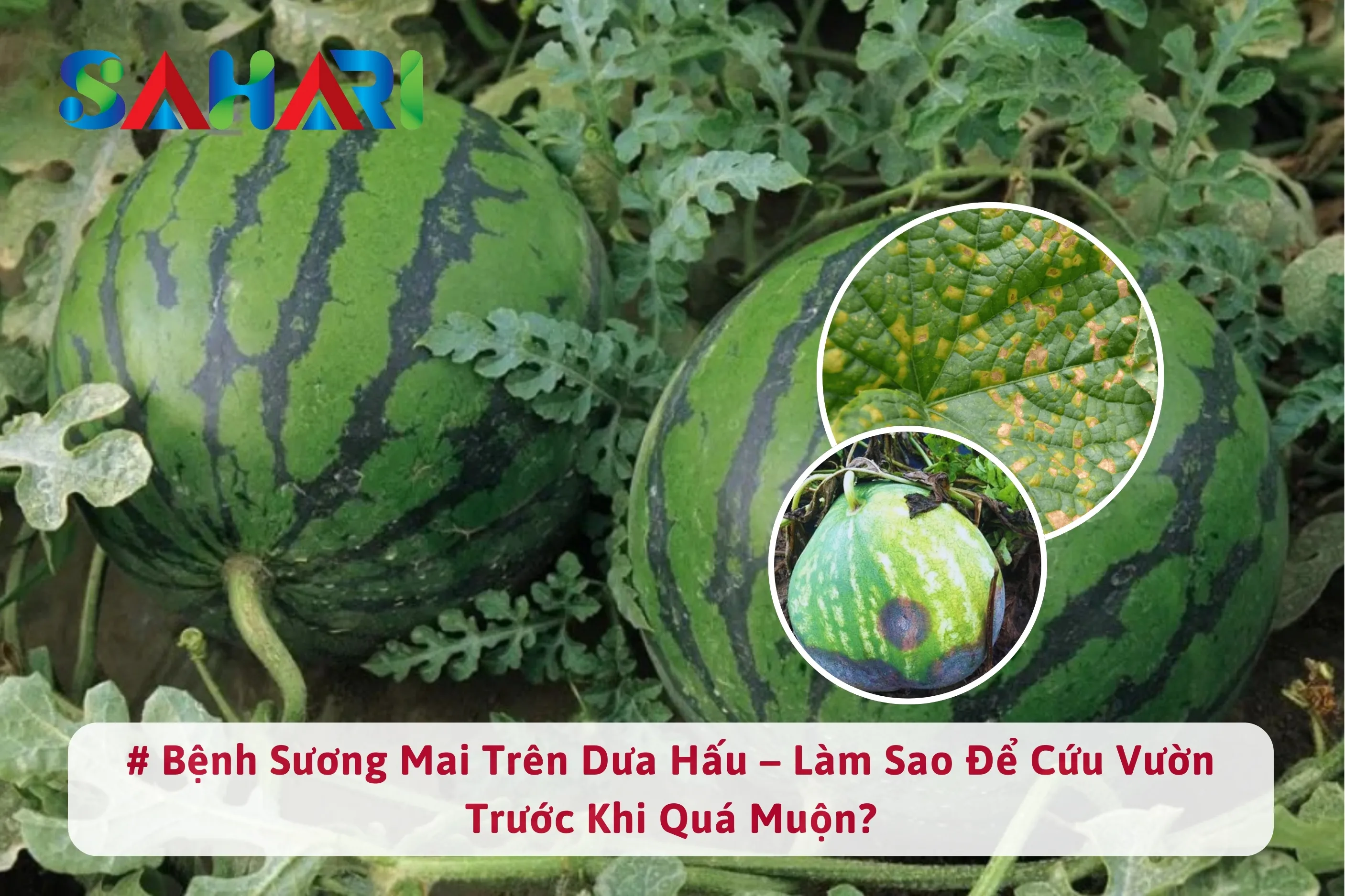 BỆNH SƯƠNG MAI TRÊN DƯA HẤU – LÀM SAO ĐỂ CỨU VƯỜN TRƯỚC KHI QUÁ MUỘN?
