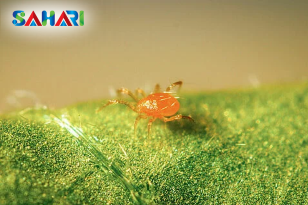  Dấu hiệu nhận biết cây bị nhện đỏ tấn công gây hại