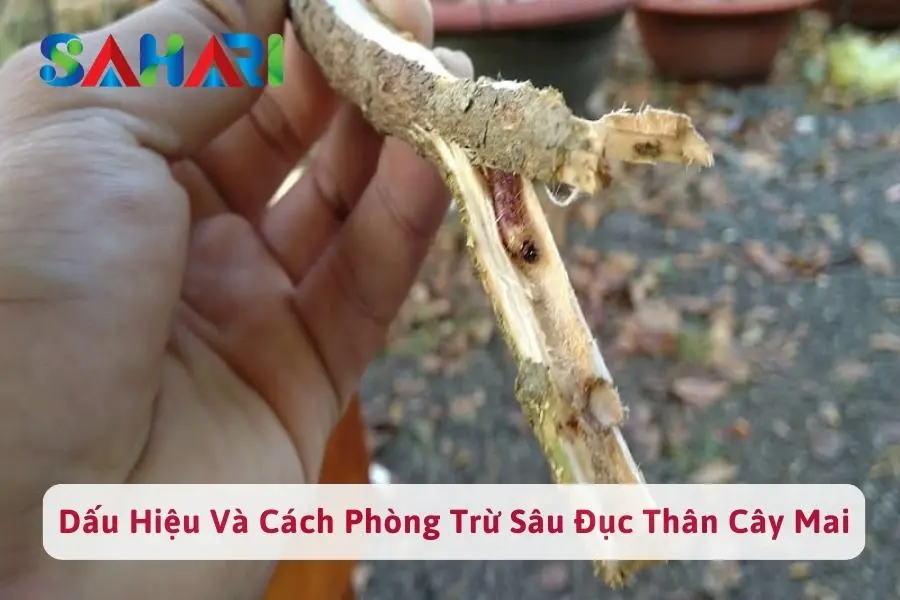 #1 Dấu Hiệu Nhận Biết Sâu Đục Thân Cây Mai? Biện Pháp Ngừa?