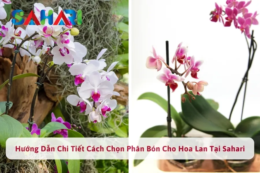 Hướng Dẫn Chi Tiết Cách Chọn Phân Bón Cho Hoa Lan Tại SAHARI