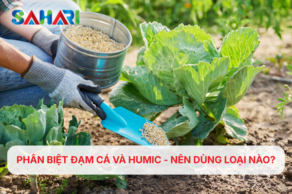 PHÂN BIỆT ĐẠM CÁ VÀ HUMIC - NÊN DÙNG LOẠI NÀO?